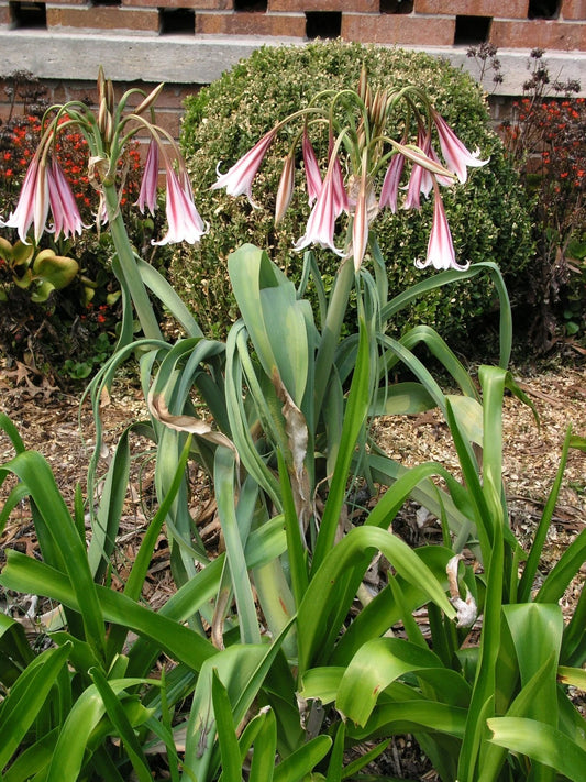 Crinum Lily Bulbispermum – Garden Flower Seeds