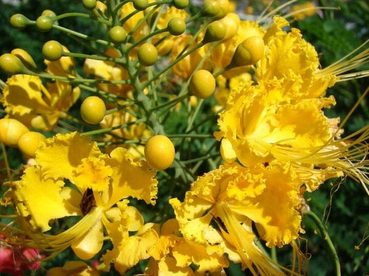 Caesalpinia Pulcherrima Yellow Mexican Bird of Paradise Shrub Seeds