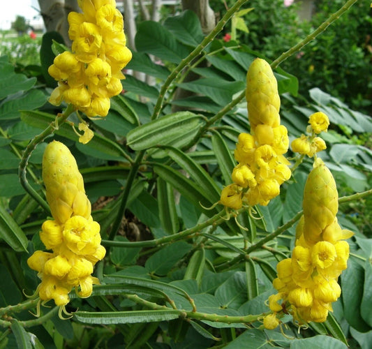 Cassia Alata Golden Butterfly Candlestick Shrub Seeds