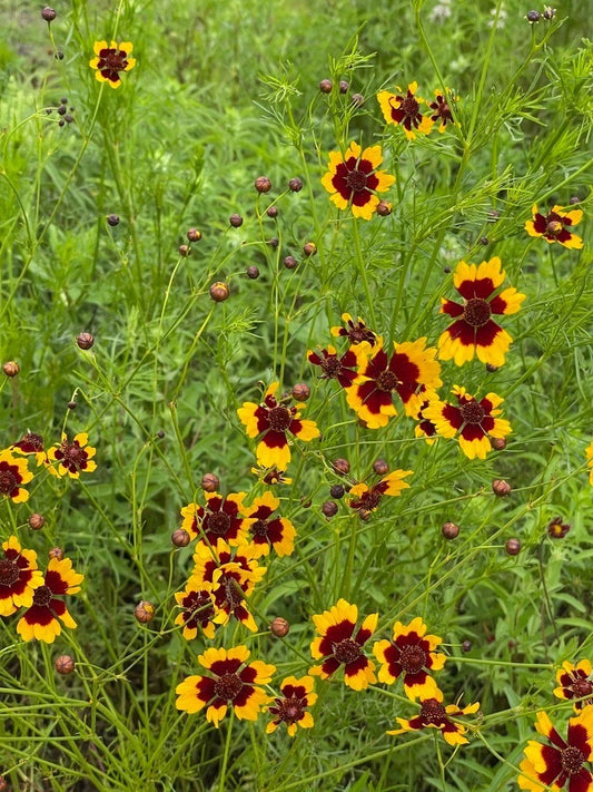 Plains Coreopsis Coreopsis Tinctoria – Hardy Perennial Flower Seeds