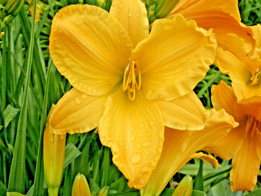 Full Reward Daylily Hemerocallis Hardy Perennial Flower Seeds