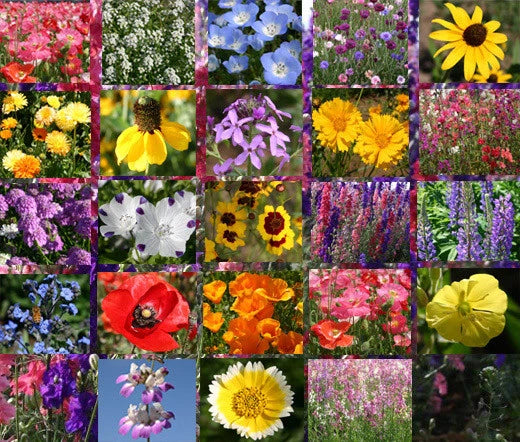 Wildflower Mix – Early Bird Garden Flower Seeds