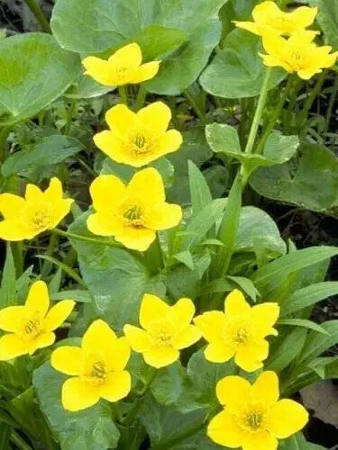 Yellow Swamp Marigold Bidens Aristosa Mutica – Colorful Flower Seeds
