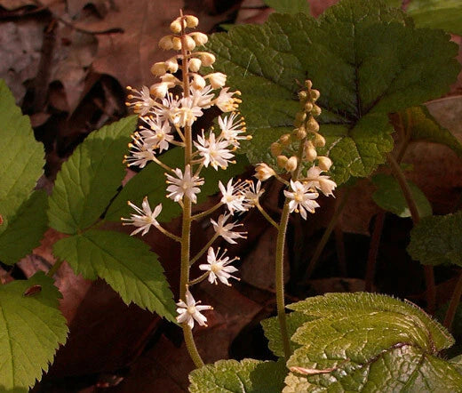Foamflower Tiarella Wherryi – Shade Perennial Flower Seeds
