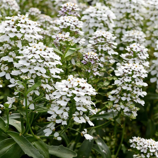 Empress Rocket Candytuft Iberis – Colorful Wildflower Garden Seeds