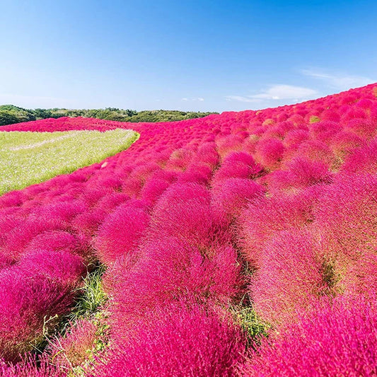 Kochia Burning Bush – Ornamental Flower Seeds