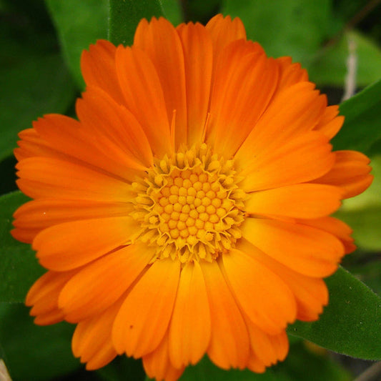 Calendula Officinalis Pot Marigold Flower Seeds