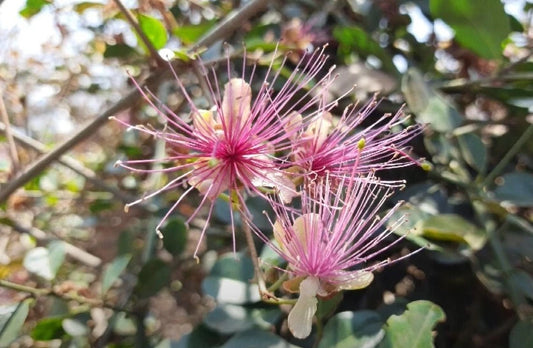 Capparis Zeylanica Seeds Edible Indian Ceylon Caper Climbing Shrub Flower Seeds for Home and Garden
