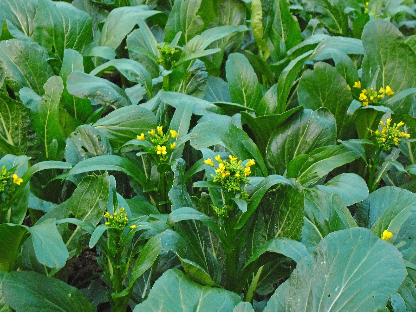 Asian Yu Choy Choi Sum Chinese Flowering Cabbage Vegetable Seeds