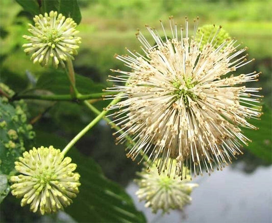 Buttonbush Cephalanthus Occidentalis – Pollinator Friendly Shrub Seeds