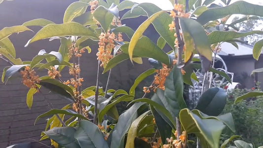 Osmanthus Fragrans Orange – Fragrant Flowering Tree Seeds