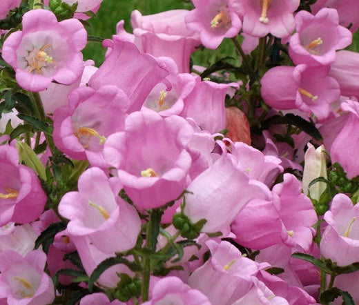 Canterbury Bells Pink Campanula Medium – Colorful Garden Flower Seeds