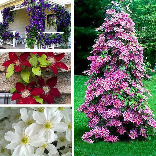 Clematis Pcs Seedscultivates – Climbing Flower Seeds for Planting