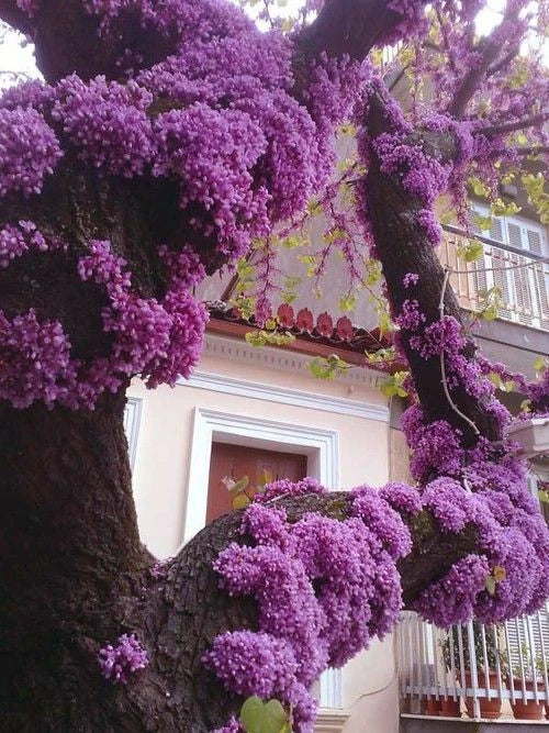 Cercis Canadensis Eastern Redbud Cold Hardy Tree Seeds