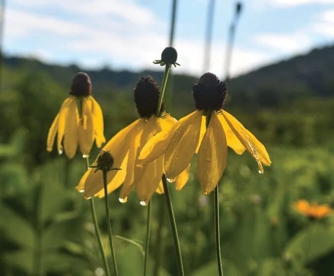 Weeping Coneflower Seeds for Planting ( Seeds) - Easy to Grow - Ratibida pinn Seeds