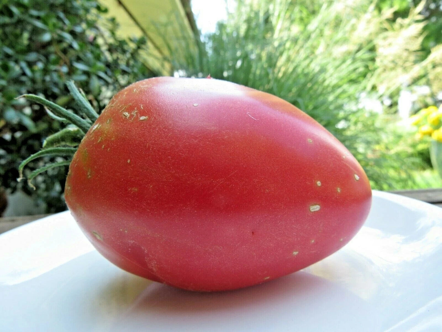 Anna Russian Tomato – Heirloom Vegetable Garden Seeds