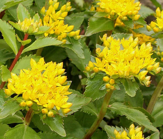 Sedum Aizoon Stonecrop Sedum Aizoon – Hardy Garden Flower Seeds