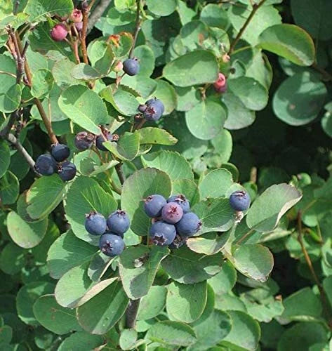 Saskatoon Serviceberry Amelanchier Alnifolia – Hardy Fruit Tree Seeds