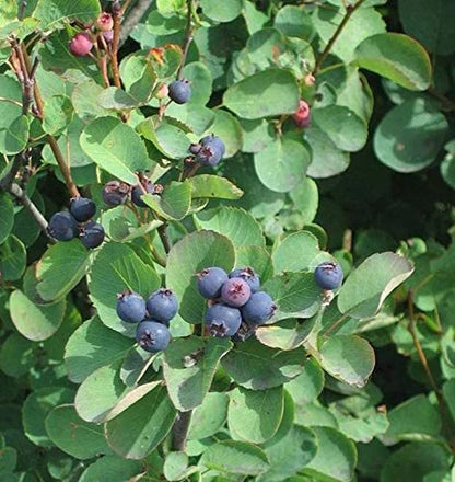 Saskatoon Serviceberry Amelanchier Alnifolia – Hardy Fruit Tree Seeds
