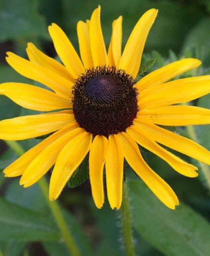 Black Eyed Susan Goldilocks Rudbeckia – Double Bloom Flower Seeds