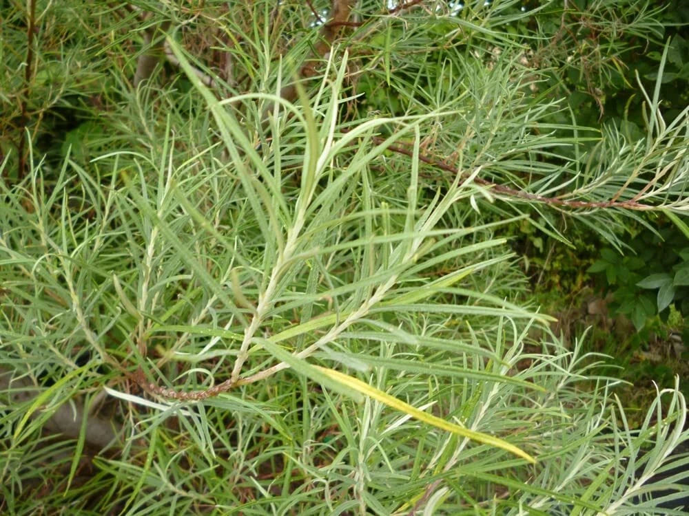 Rosemary Willow Tree Cuttings To Grow Attractive Landscape Or Privacy Bush Image