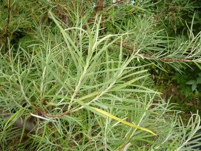 Rosemary Willow Tree Cuttings To Grow Attractive Landscape Or Privacy Bush Image