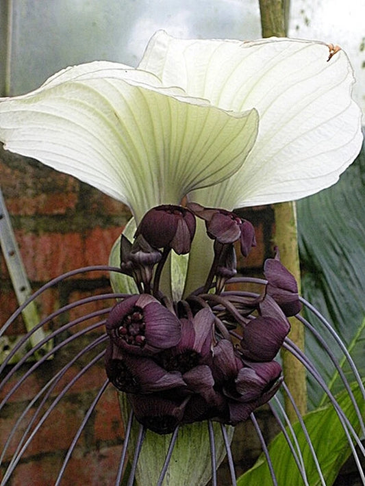 Tacca Integrifolia White Bat Garden Flower House Plant – Colorful Garden Flower Seeds