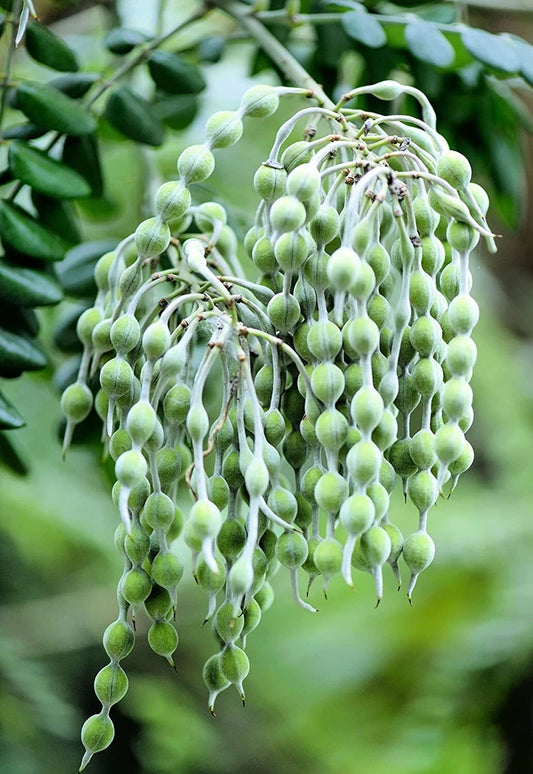 Silver Necklace Bush Seeds for Planting ( Seeds) Sophora tomentosa