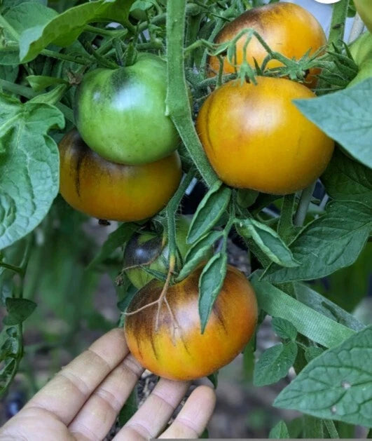 Lucid Gem Tomato + – Vegetable Seeds