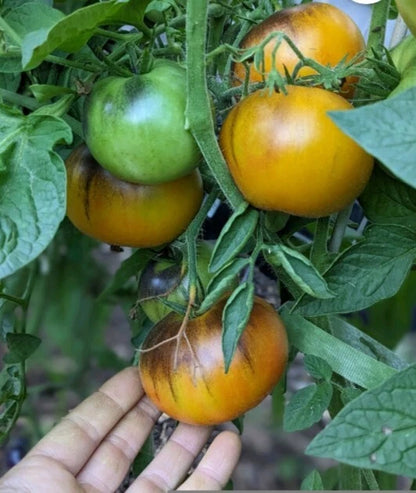 Lucid Gem Tomato + – Vegetable Seeds