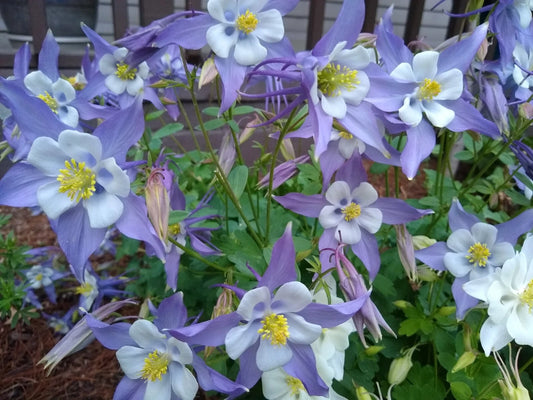 Michigan Columbine Colorful Perennial Flower Seeds