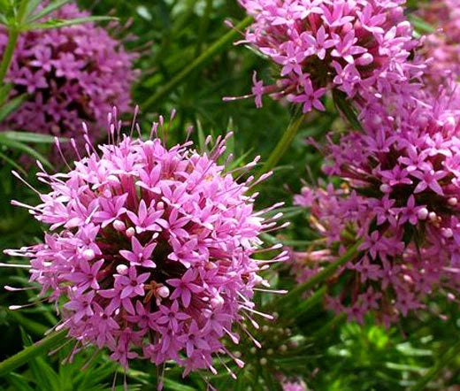 Crosswort Pretty Pink Phuopsis Stylosa – Colorful Wildflower Seeds