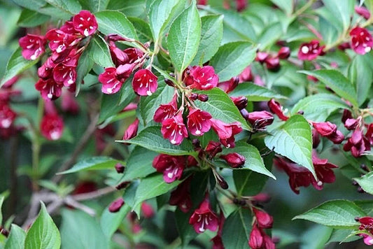 Old Fashioned Weigela Colorful Flowering Bush Shrub Seeds