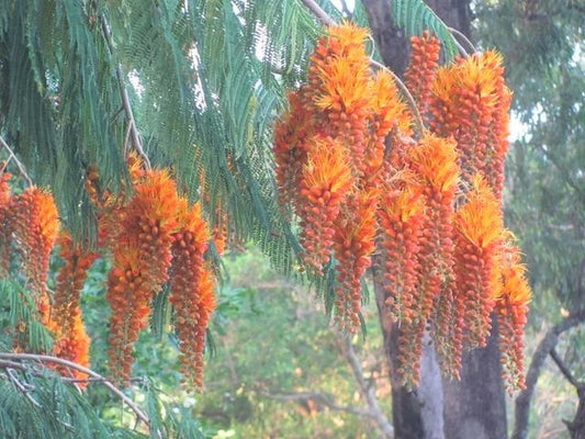 Colvillea Racemosa Tree Flower Seeds for Planting