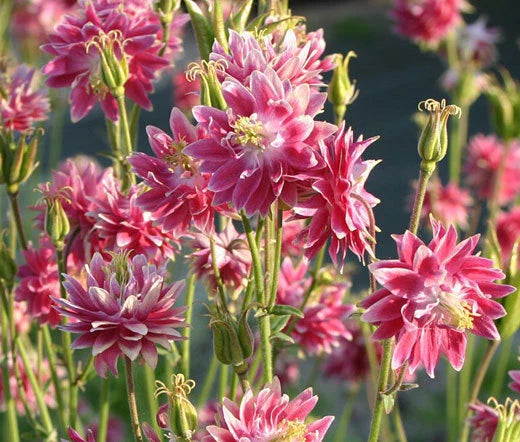 Columbine Aquilegia Vulgaris – Nora Barlow Pink Garden Flower Seeds