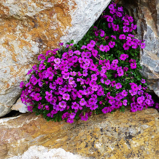 Rock Cress Aubrieta Cultorum – Rockery Ground Cover Flower Seeds