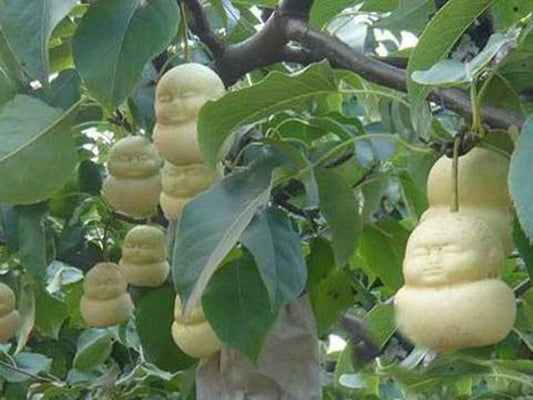 New Chinese Climbing – Climbing, Garden Fruit Seeds