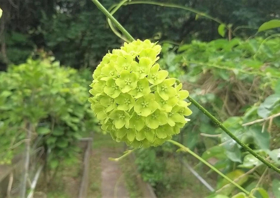 Green Wax Flower Dregea Volubilis – Edible Climbing Herb Seeds
