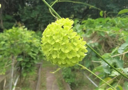 Green Wax Flower Dregea Volubilis – Edible Climbing Herb Seeds