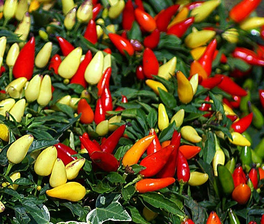 Chili Pepper Prairie Fire Capsicum Annuum – Ornamental Garden Vegetable Seeds