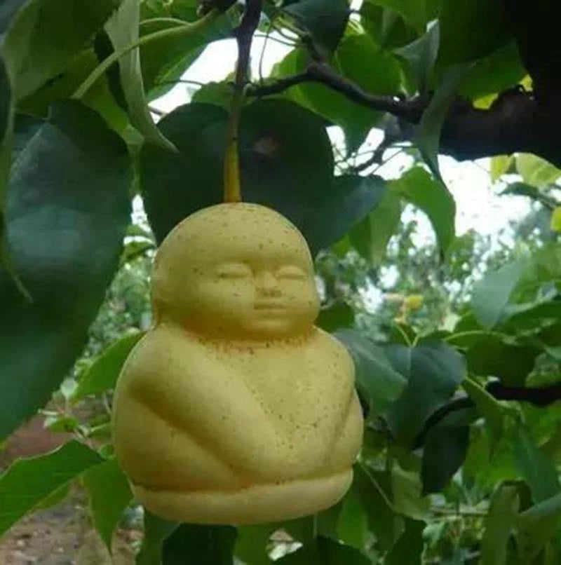 New Chinese Climbing – Climbing, Garden Fruit Seeds