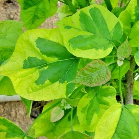 Variegated Southern Catalpa Catalpa Bignonioides – Ornamental Tree Seeds