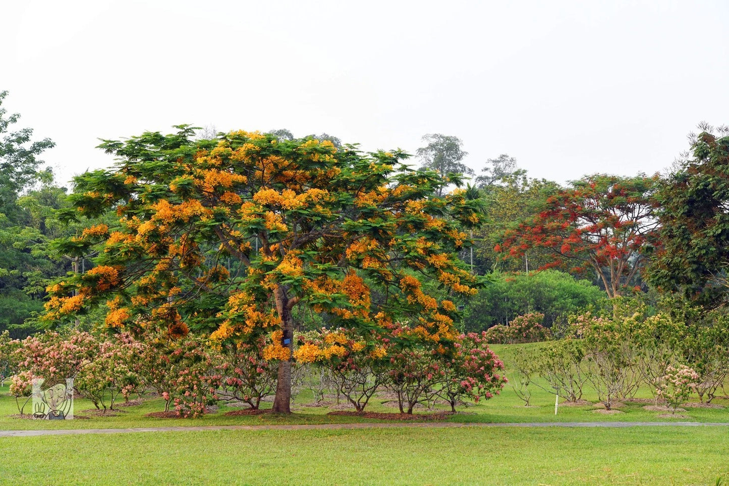 Yellow Golden Poinciana Delonix Regia Flavida – Hardy Tropical Tree Seeds
