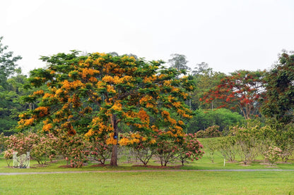 Yellow Golden Poinciana Delonix Regia Flavida – Hardy Tropical Tree Seeds
