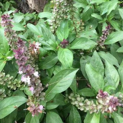 Ocimum Sanctum Tulsi – Culinary and Therapeutic Herb Seeds