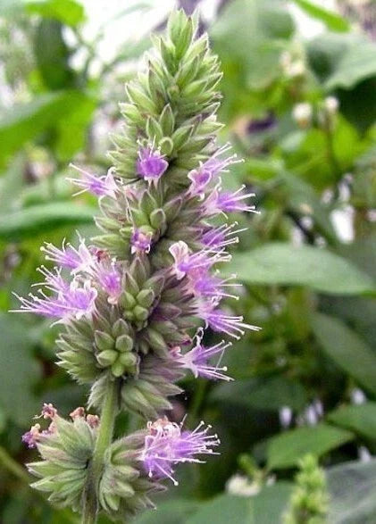 Patchouli Pogostemon Cablin – Fragrant Perennial Herb Garden Seeds