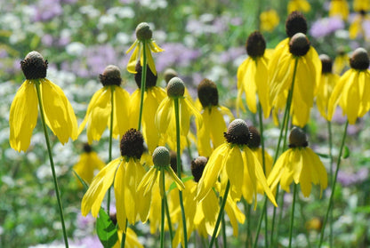 Pinnate Prairie Coneflower Rudbeckia Pinnata Perennial Flower Seeds
