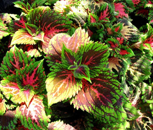 Coleus Solenostemon Scutellarioides – Kong Salmon Pink Garden Seeds