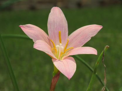 Zephyranthes Pink Diamond Rain Lily – Flowering Bulb Seeds