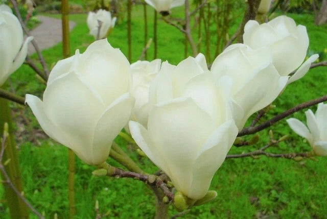 Yulan Magnolia Magnolia Denudata Fragrant Flowering Tree Seeds